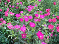 Bush’s Poppy Mallow Flower Seeds | Callirhoe bushii | Perennial Magenta Pink Blooms | Garden & Natural Landscape Plant
