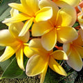 Yellow Plumeria Cutting - 10-Inch Double Head Frangipani Unrooted Tropical Flower Plant