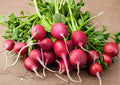 German Giant Radish Seeds – Heirloom Non-GMO Vegetable Seeds for Garden Planting, Large Red Roots, Crisp and Mild Flavor