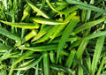 50+ Perkins Long Pod Okra Seeds – Heirloom Non-GMO Vegetable Seeds for Garden Planting, Tender Green Pods, High Yield, Southern Favorite