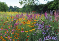 Perennial Wildflower Mix Seeds, Heirloom Non-GMO Pollinator Flower Seeds for Garden, Butterfly & Bee Blend, Long-Bloom Meadow Flowers