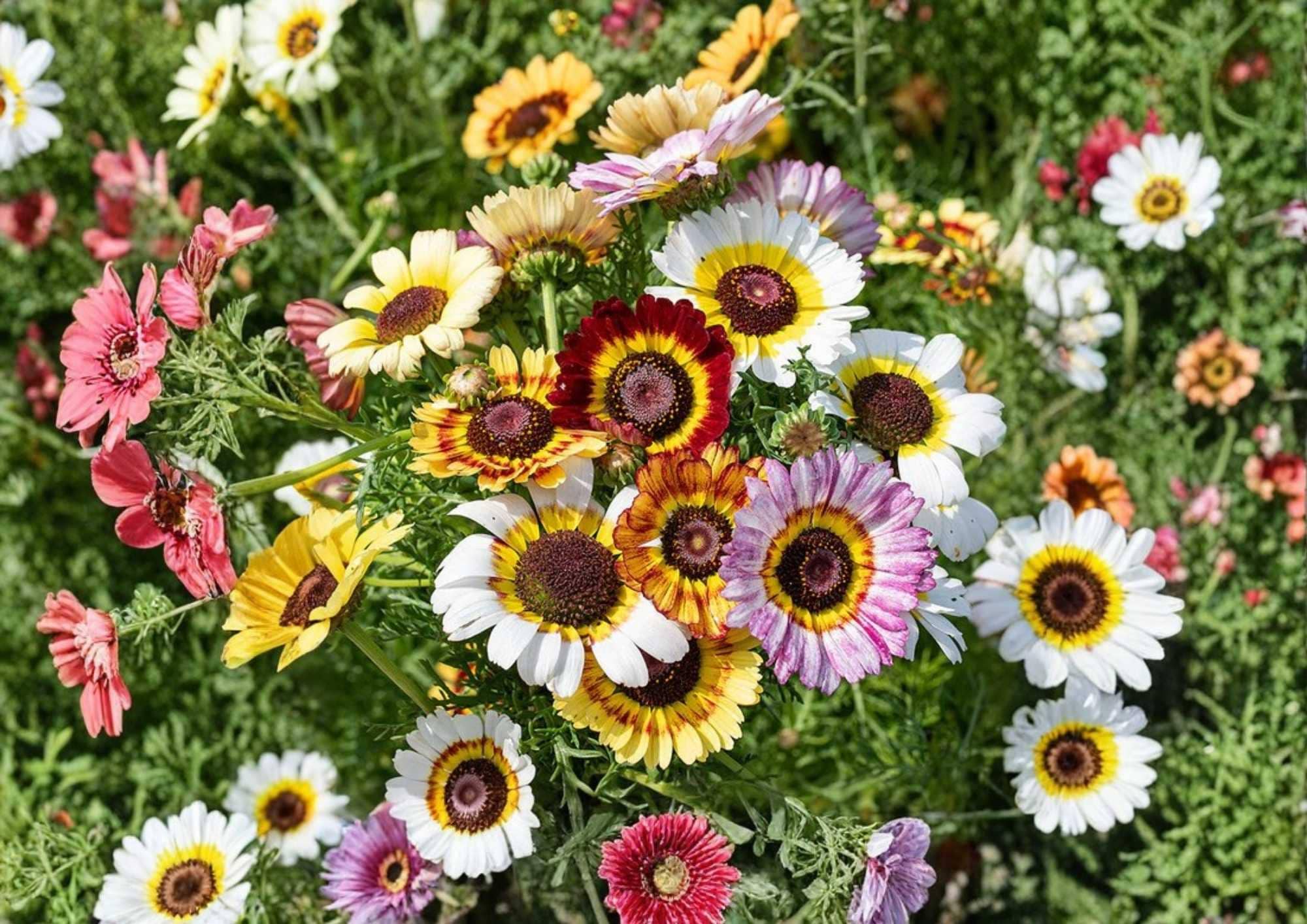 Sunflower Seed Mix Garden Seeds | 50+ Varieties, Pollinator Friendly, Long Blooming, Sturdy Stems, Full Sun, Flowering Plants