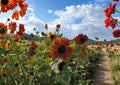 Heirloom Sunflower Seeds 50+ Earthwalker Variety Colorful Bronze Red Gold Pollinator Garden Planting