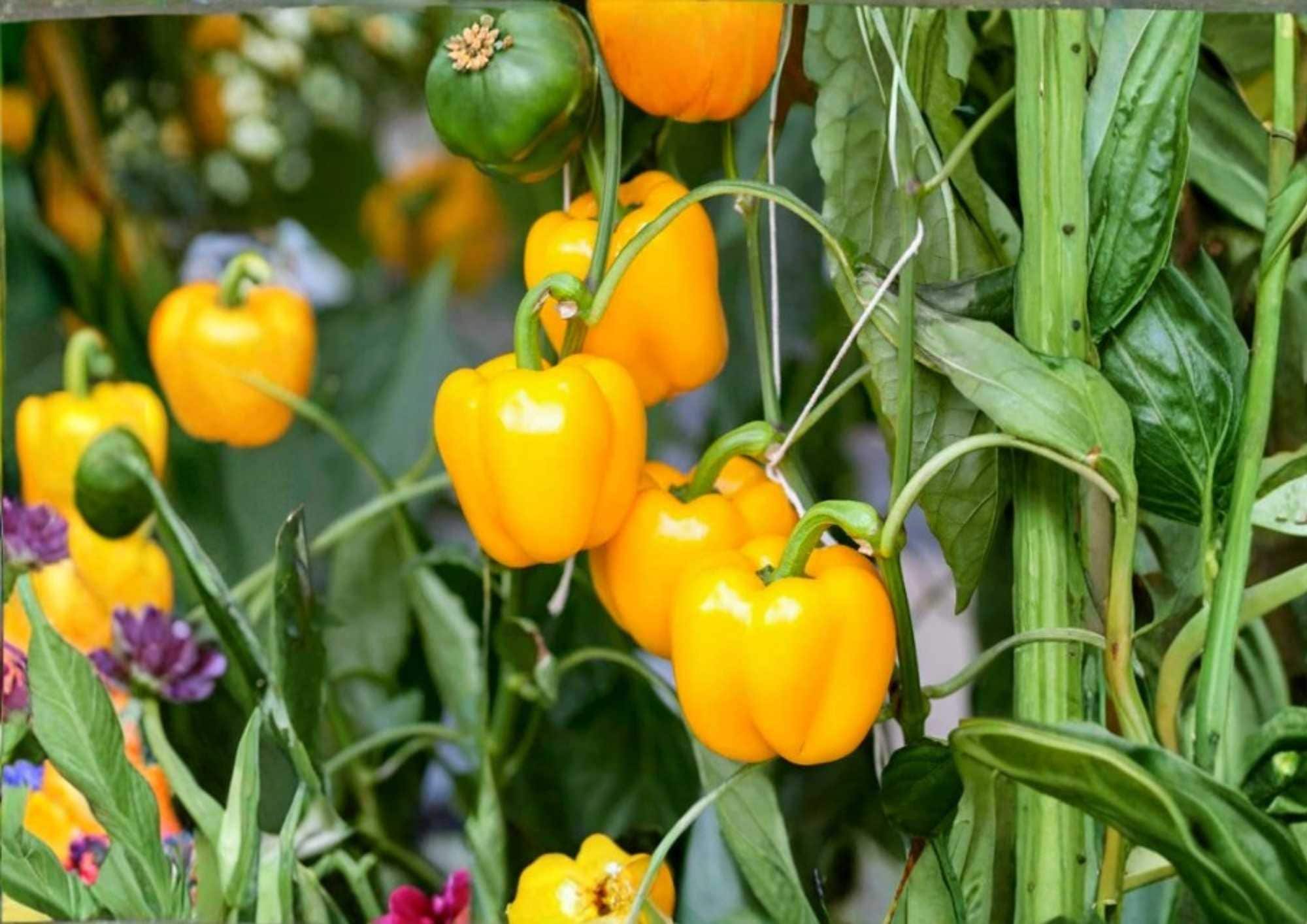 Orange Sun Sweet Bell Pepper Seeds - Heirloom Non-GMO Vegetable Seeds for Garden Planting