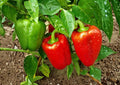 Giant Keystone Resistant Heirloom Sweet Bell Pepper Seeds – Large Blocky Green to Red Fruit, Thick Walls, Garden Planting