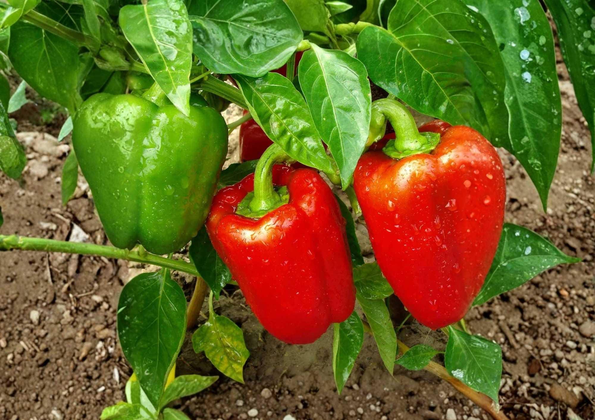 Giant Keystone Resistant Heirloom Sweet Bell Pepper Seeds – Large Blocky Green to Red Fruit, Thick Walls, Garden Planting