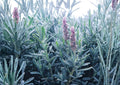 Lavender Vera Seeds Heirloom Herb Flower Seeds for Garden, Fragrant Purple Blooms, Pollinator Friendly, Aromatic Scent, Lavandula angustifolia