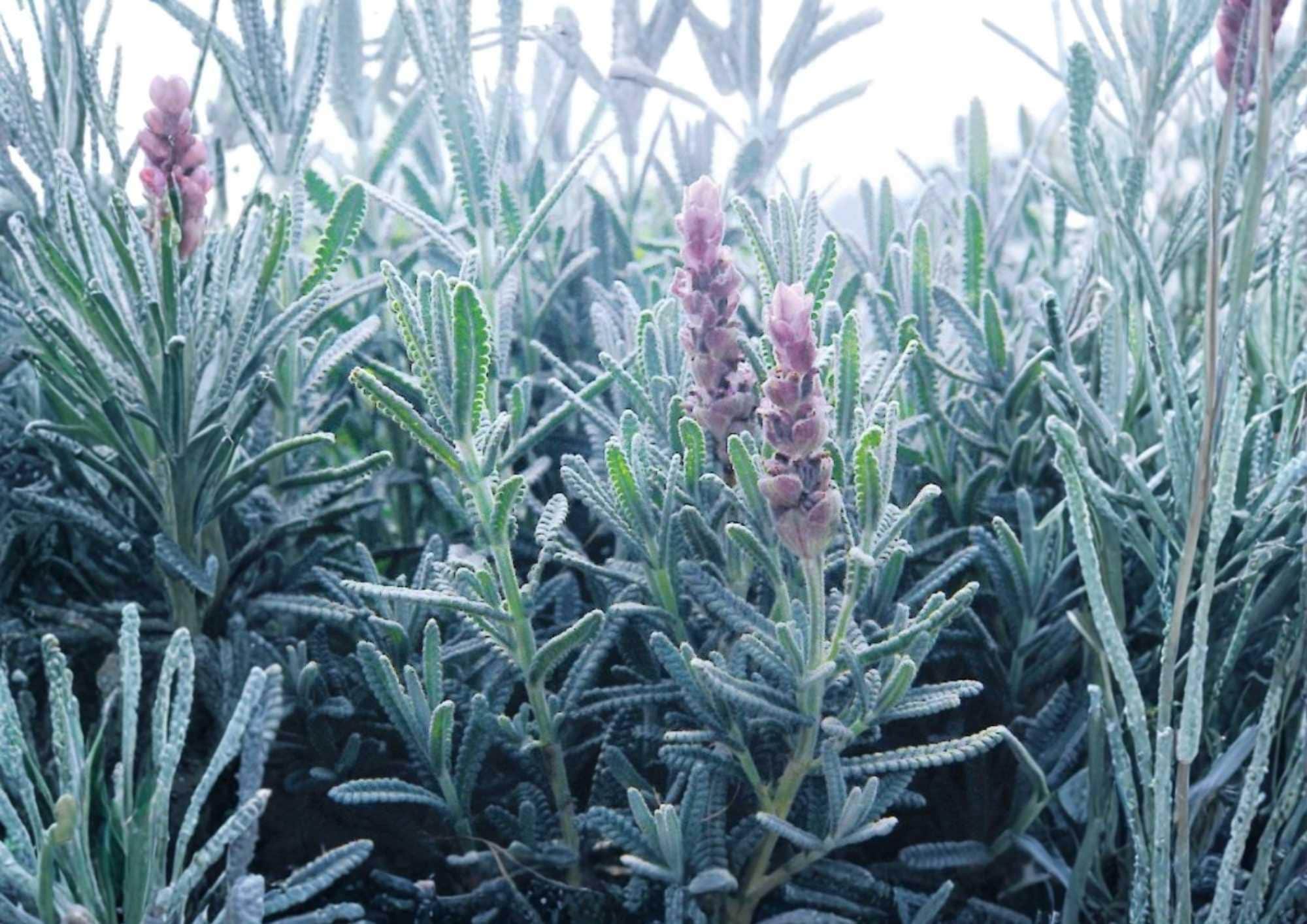 Lavender Vera Seeds Heirloom Herb Flower Seeds for Garden, Fragrant Purple Blooms, Pollinator Friendly, Aromatic Scent, Lavandula angustifolia