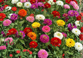 Zinnia Dwarf Thumbelina Mix Flower Seeds for Garden, Colorful Compact Blooms, Attracts Pollinators, Cut Flowers, Hummingbirds