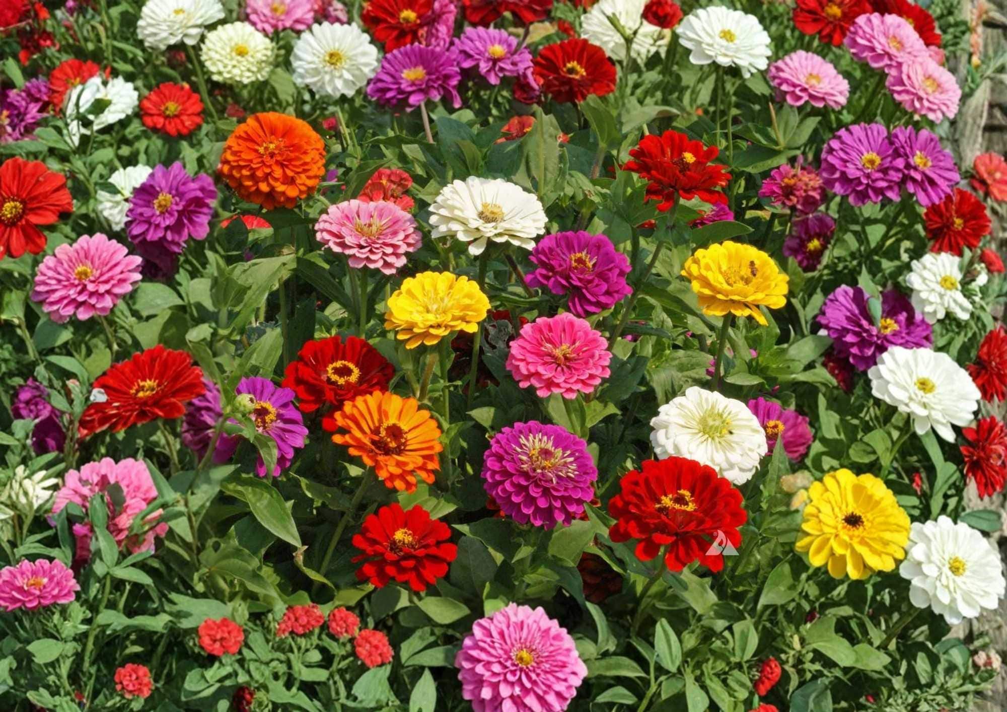 Zinnia Dwarf Thumbelina Mix Flower Seeds for Garden, Colorful Compact Blooms, Attracts Pollinators, Cut Flowers, Hummingbirds