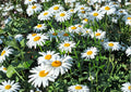Shasta Daisy Seeds Heirloom Perennial Flower Seeds for Garden, White Blooms, Pollinator Friendly, Cut Flowers, Chrysanthemum