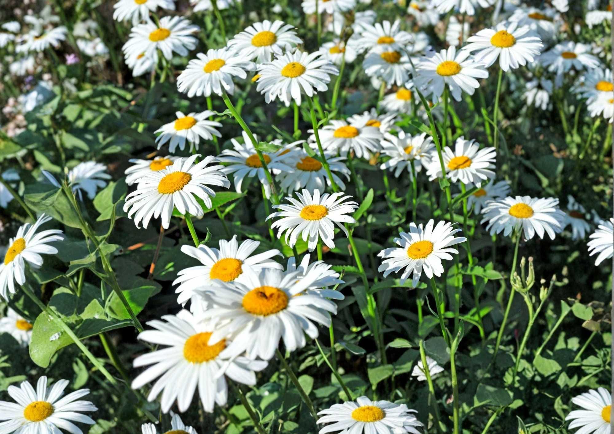 Shasta Daisy Seeds Heirloom Perennial Flower Seeds for Garden, White Blooms, Pollinator Friendly, Cut Flowers, Chrysanthemum