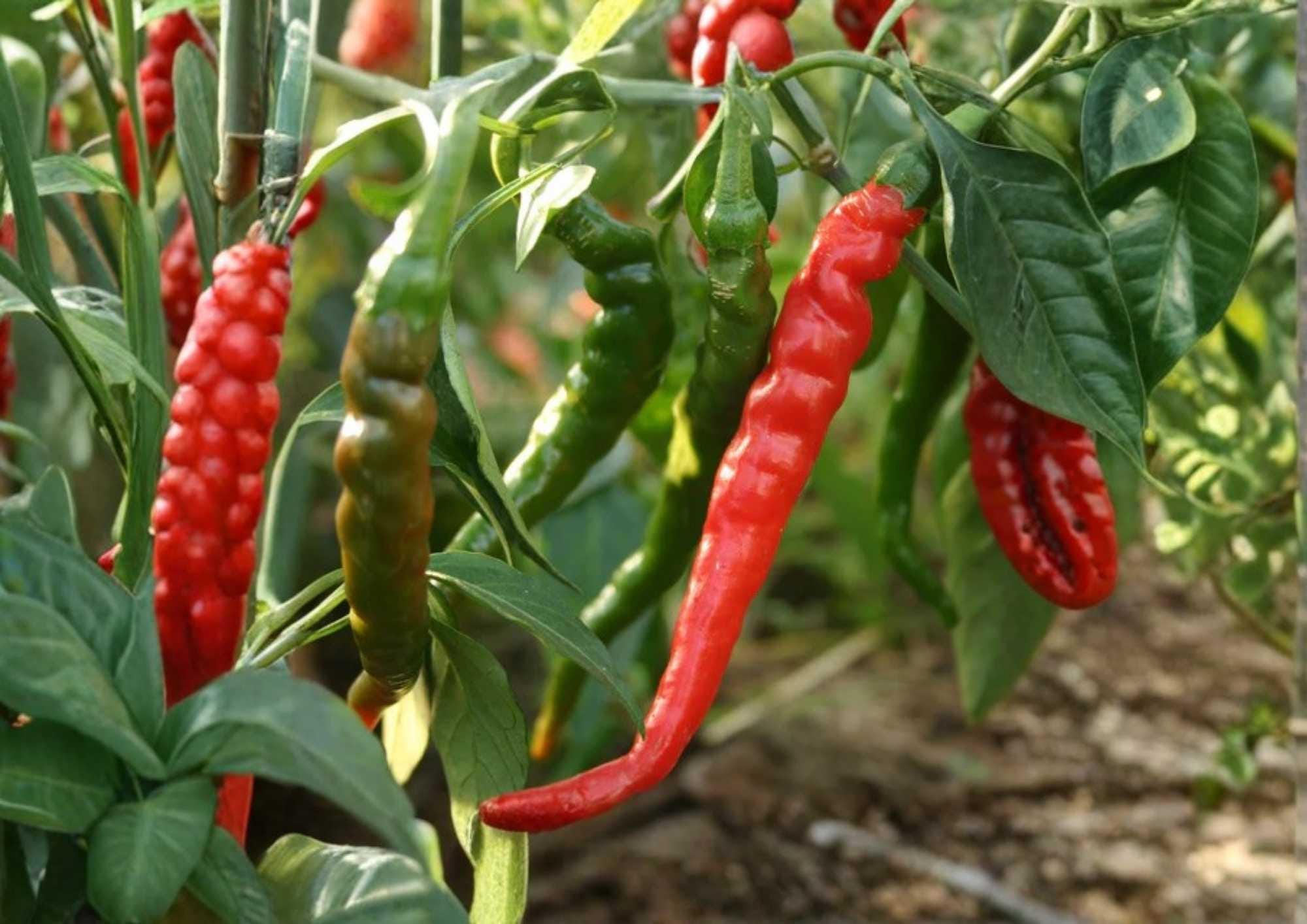 Hot and Happy Pepper Mix Seeds – Colorful Chili Pepper Assortment for Garden, Vegetable Seeds, Spicy Varieties, High Yield