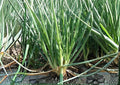 250 Large American Flag Leek Seeds – Heirloom Non-GMO Vegetable Seeds for Garden Planting, Long White Stalks, Mild Onion Flavor