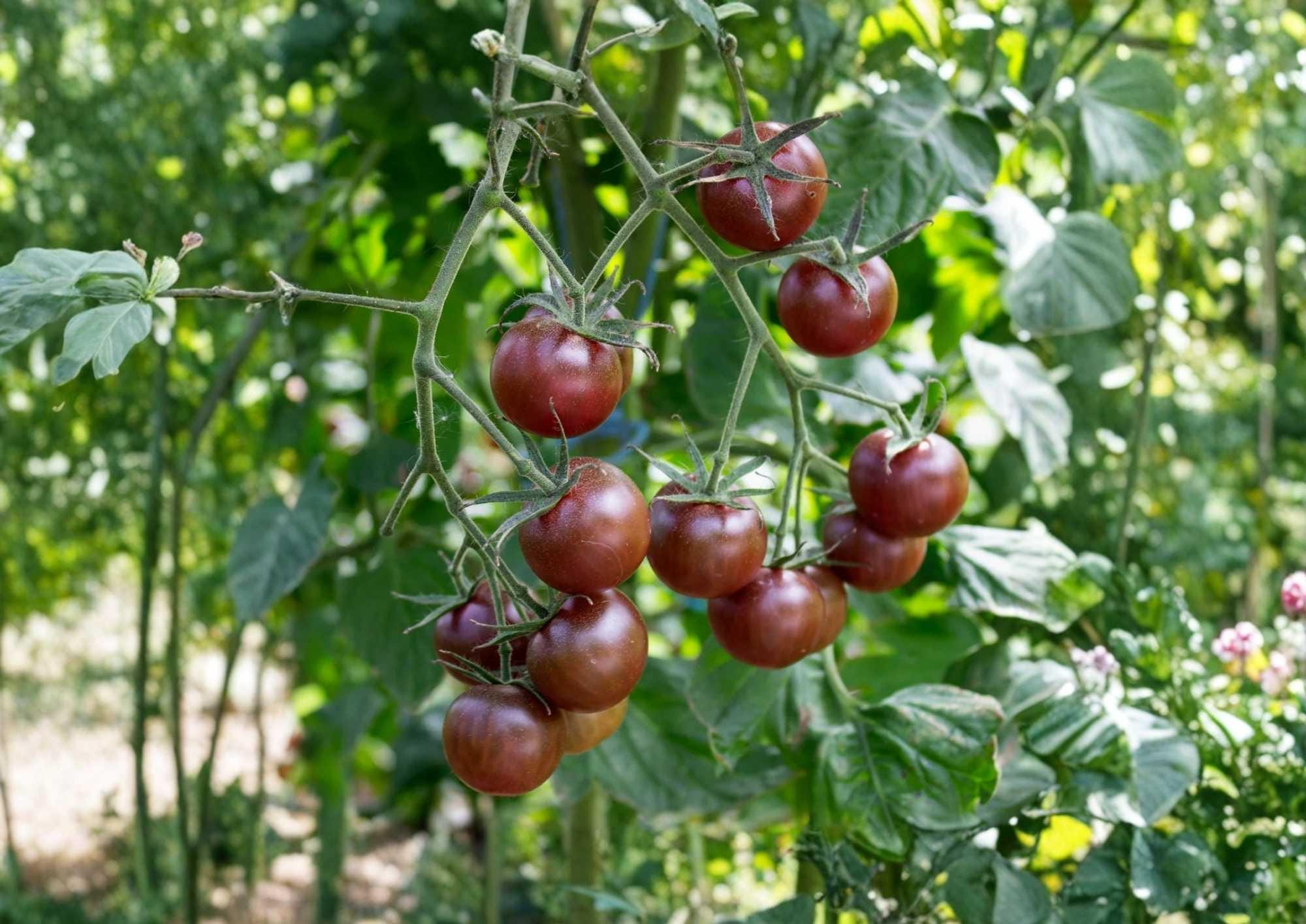 Black Prince Tomato Seeds - Heirloom Non-GMO Dark Purple Red Juicy Beefsteak Variety for Garden Planting