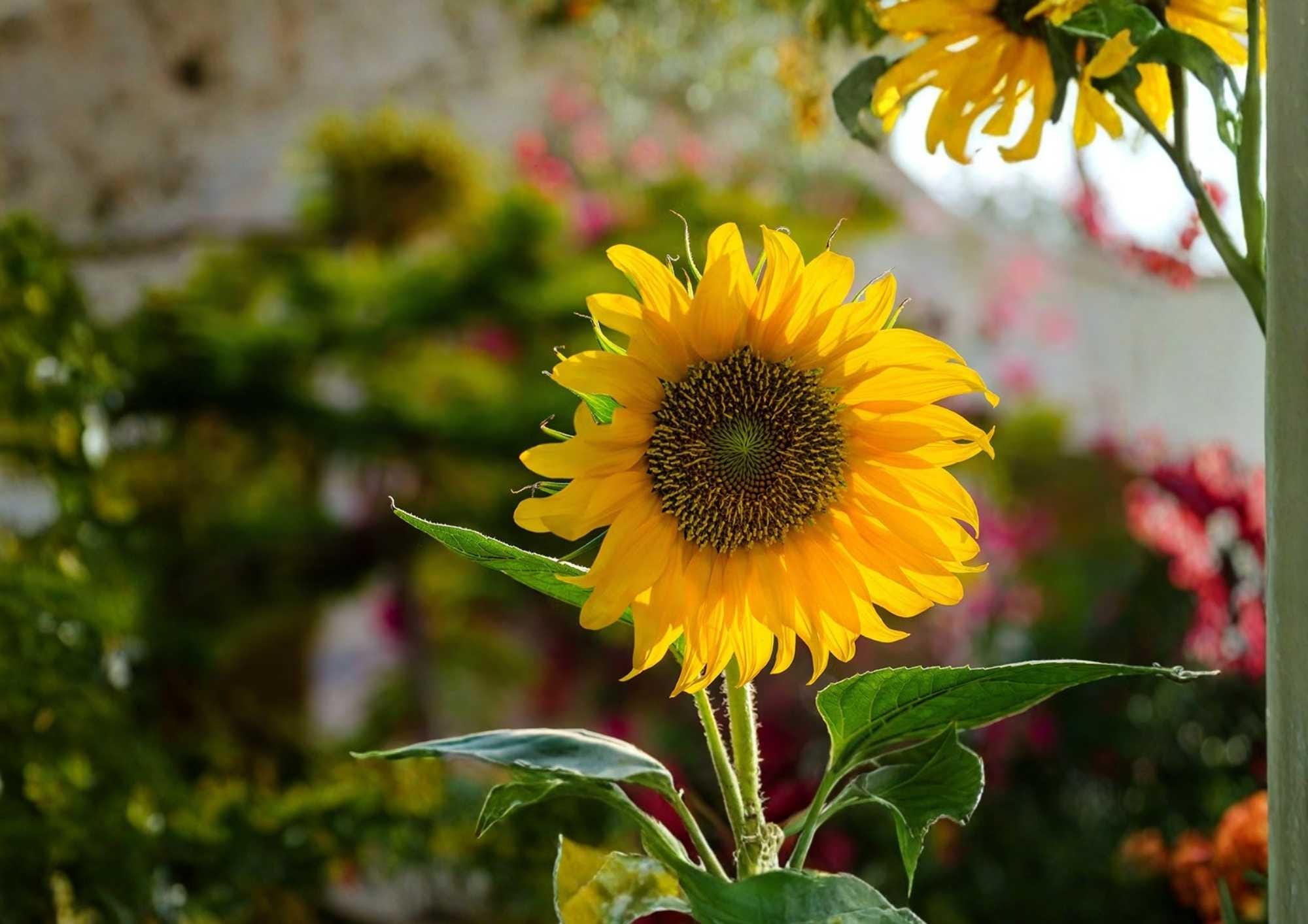 Mammoth Grey Stripe Sunflower Seeds – Giant Tall Flower Seeds for Garden, Pollinator Friendly, Large Heads, Wildlife Attracting