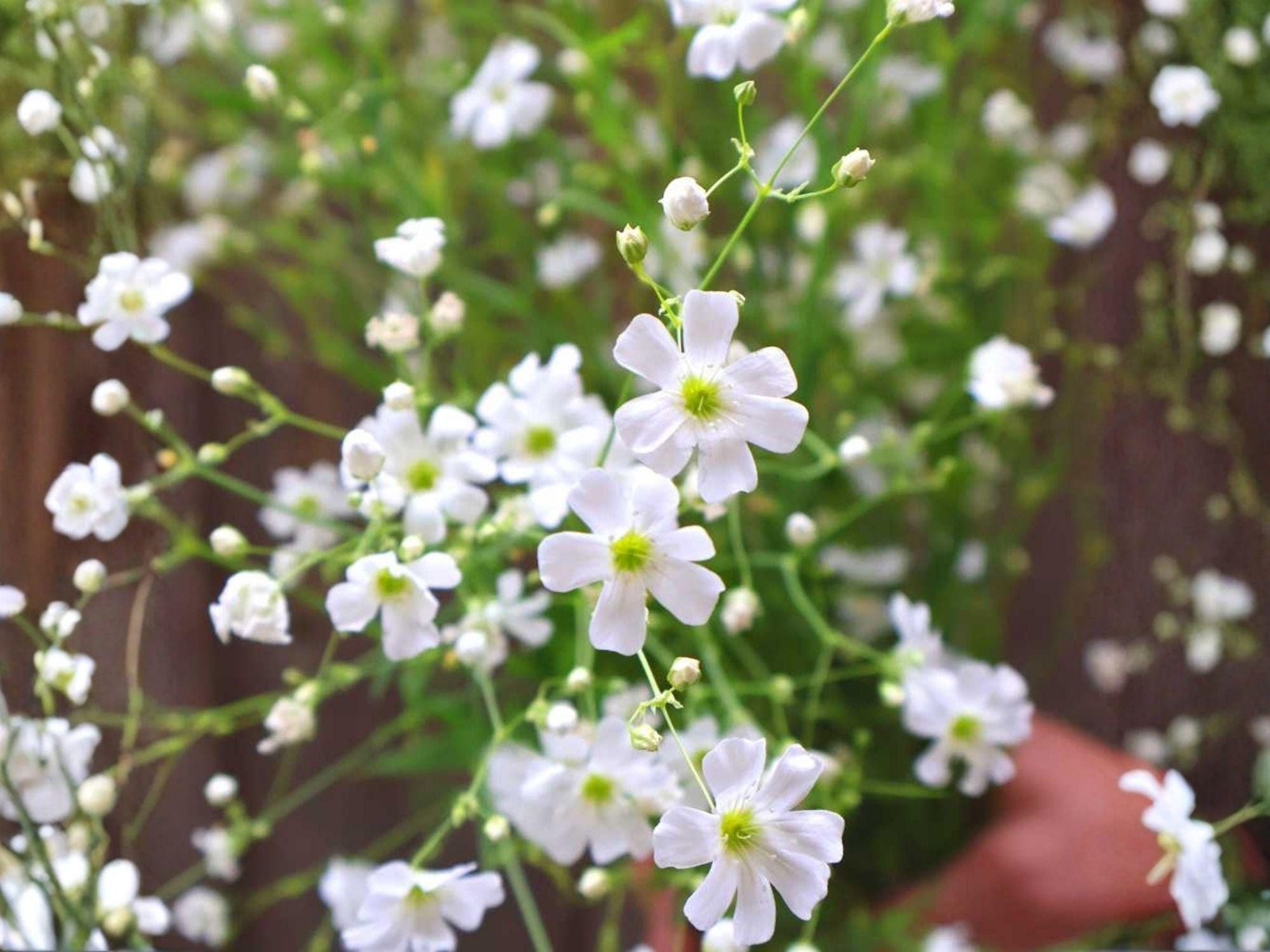 Baby’s Breath Seeds – Covent Garden White Gypsophila elegans – Heirloom Non-GMO Flower Seeds for Garden, Borders & Cut Flowers