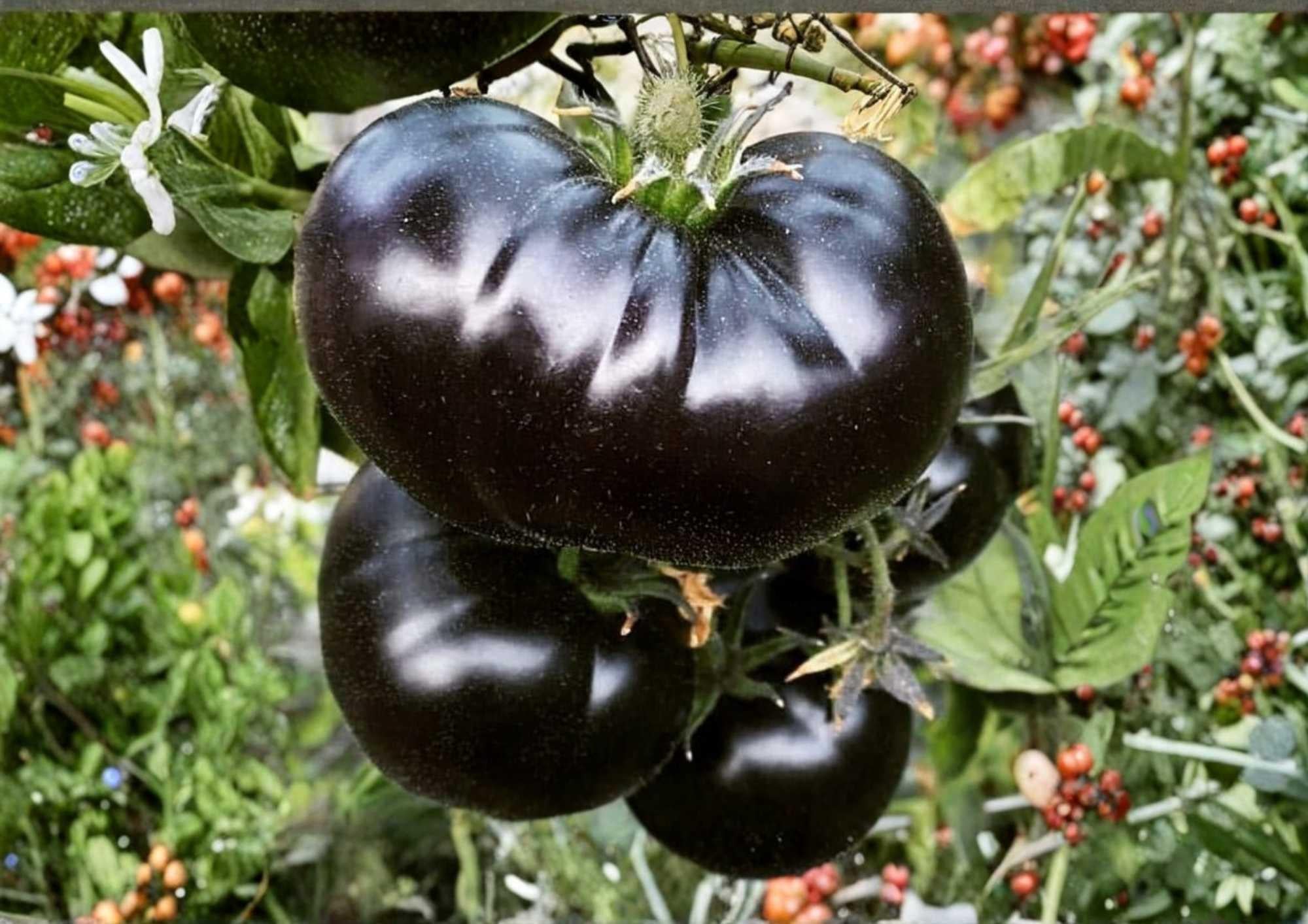 Cherokee Purple Tomato Seeds – Heirloom Non-GMO Vegetable Seeds for Garden Planting, Large Dark Pink Purple Beefsteak Fruits