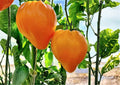 120+ Orange Oxheart Tomato Seeds – Heirloom, Non-GMO, Large Heart-Shaped Orange Fruit, Sweet Juicy Vegetable Seeds for Garden Planting