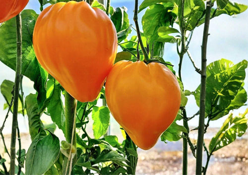 120+ Orange Oxheart Tomato Seeds – Heirloom, Non-GMO, Large Heart-Shaped Orange Fruit, Sweet Juicy Vegetable Seeds for Garden Planting
