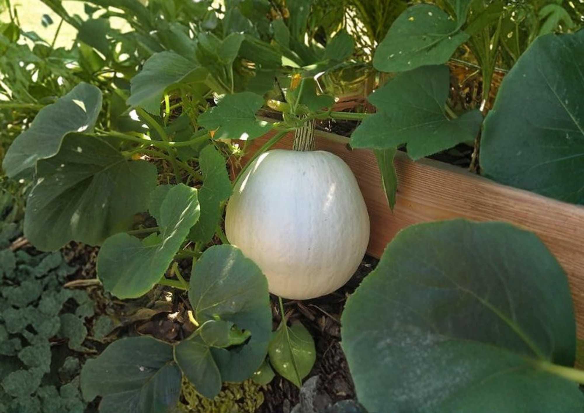 Super Moon Pumpkin Seeds, White Ornamental Edible Heirloom, AAS Regional Winner, Garden Vegetable Seeds for Growing