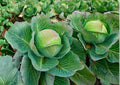 Late Flat Dutch Cabbage Seeds – Heirloom, Non-GMO, Large Dense Green Heads for Storage and Cooking