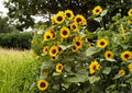 Striped Sunflower Seeds | Heirloom Giant Tall Flower Seeds for Garden, Pollinator Friendly, Large Yellow Blooms