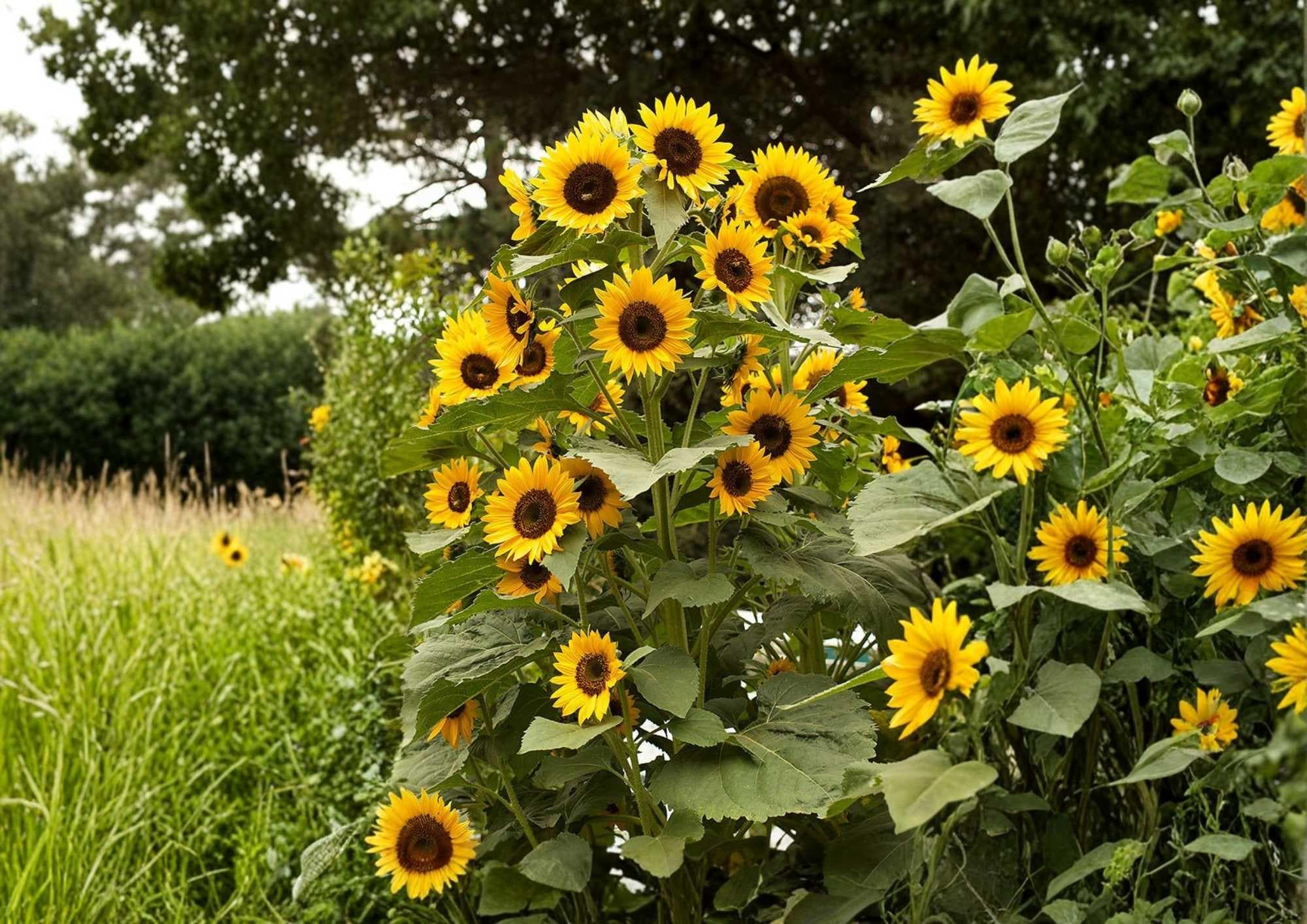 Striped Sunflower Seeds | Heirloom Giant Tall Flower Seeds for Garden, Pollinator Friendly, Large Yellow Blooms