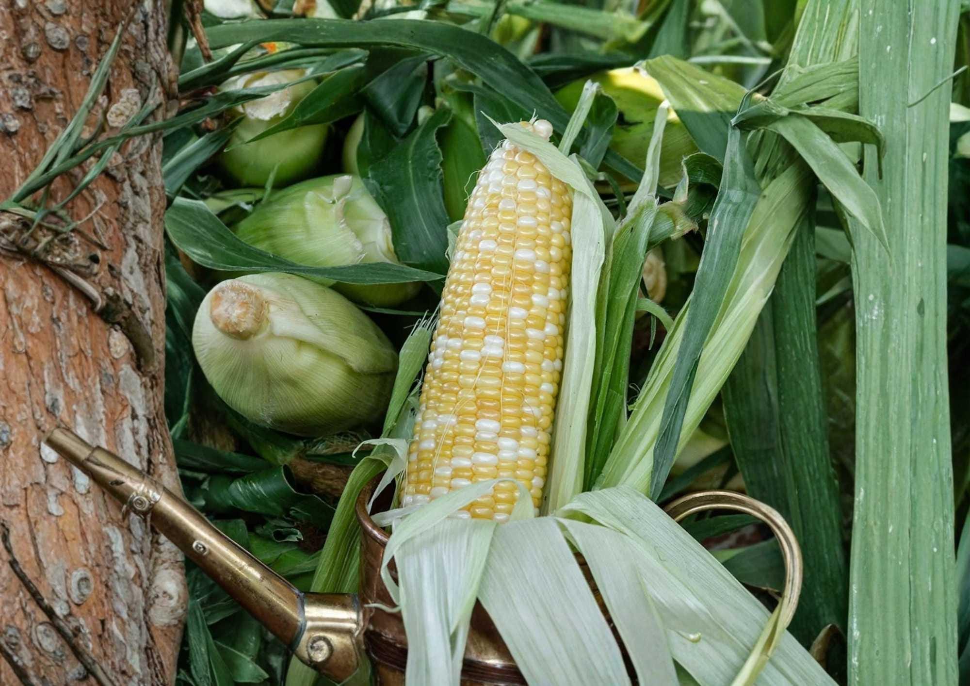 Peaches & Cream Corn Seeds, Organic Non-GMO Bi-Color Sweet Corn for Garden Planting, High Yield Summer Vegetable Seeds