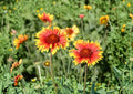 Indian Blanket Flower Seeds – Perennial Gaillardia Wildflower, Drought Tolerant, Pollinator Attracting, 50+ Seeds