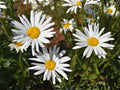 Shasta Daisy Seeds – Chrysanthemum maximum Perennial White Flowers for Cottage & Pollinator Gardens