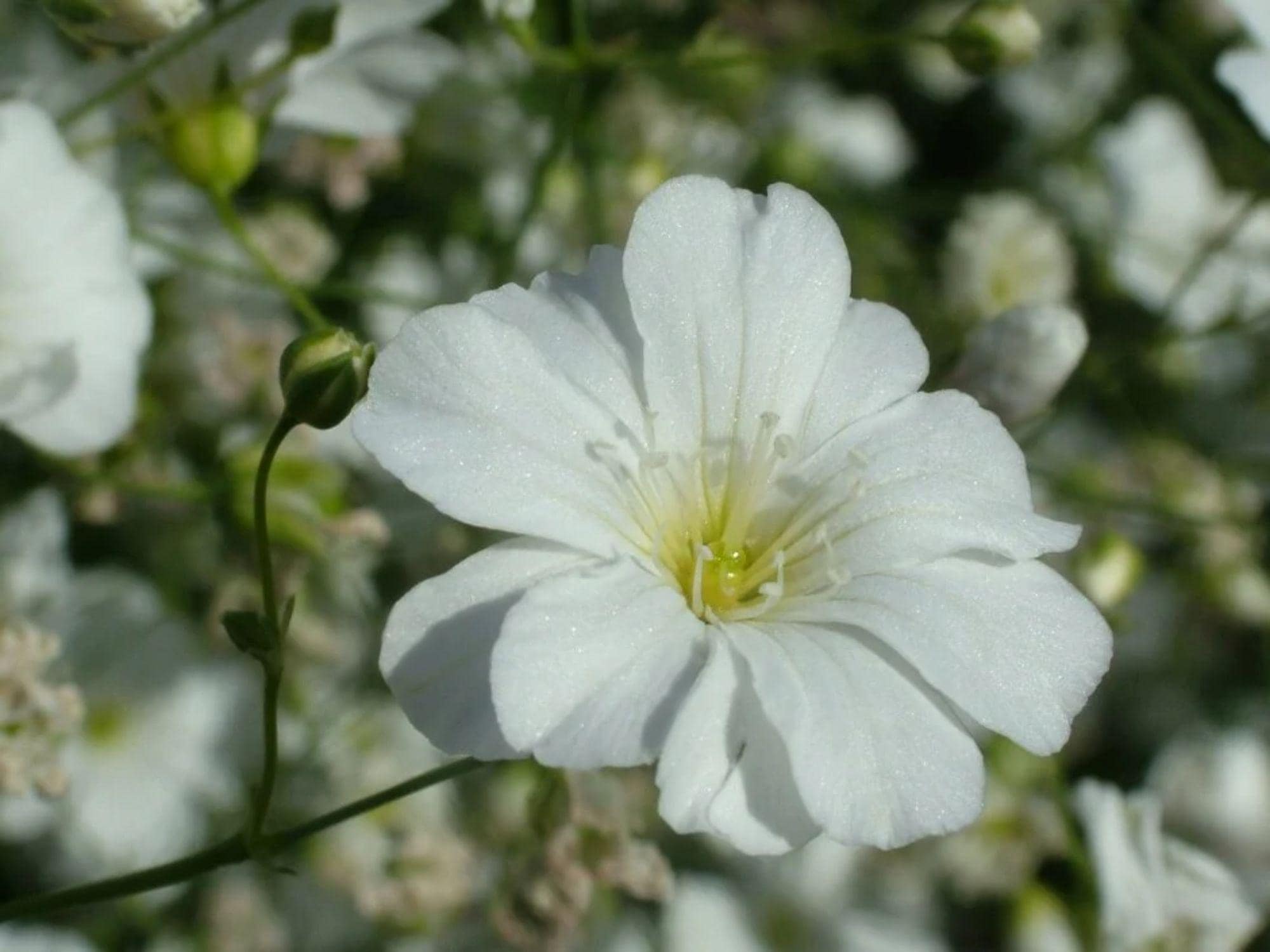 Baby’s Breath Seeds – Covent Garden White Gypsophila elegans for Cottage Gardens & Cut Flowers