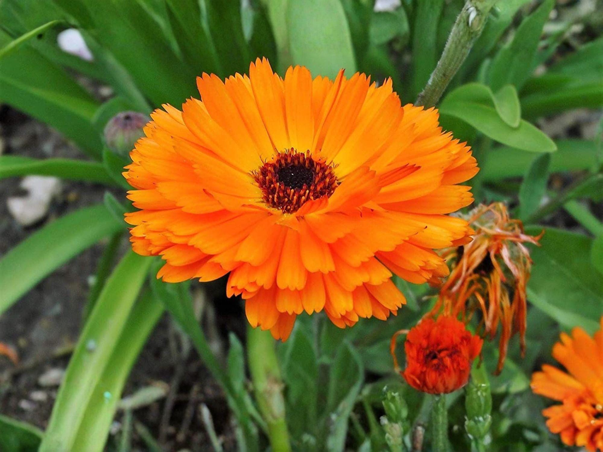 Calendula Seeds – Pacific Beauty Orange, Bright Orange Flowers, Pollinator-Friendly Annual, Calendula officinalis, Cottage Garden