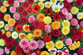 Dinnerplate Dahlia Tubers – Large Blooming Flowers, Dahlia pinnata, Garden & Container Plant, Summer Floral Display