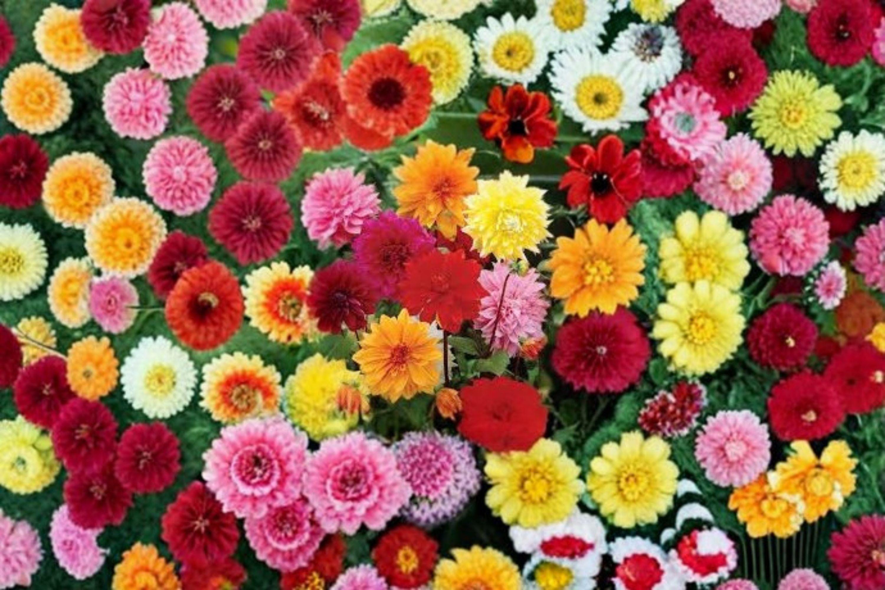 Dinnerplate Dahlia Tubers – Large Blooming Flowers, Dahlia pinnata, Garden & Container Plant, Summer Floral Display