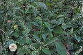 15 Jumpseed Seeds Persicaria virginiana Woodland Knotweed Shade Native Pollinator Wildflower