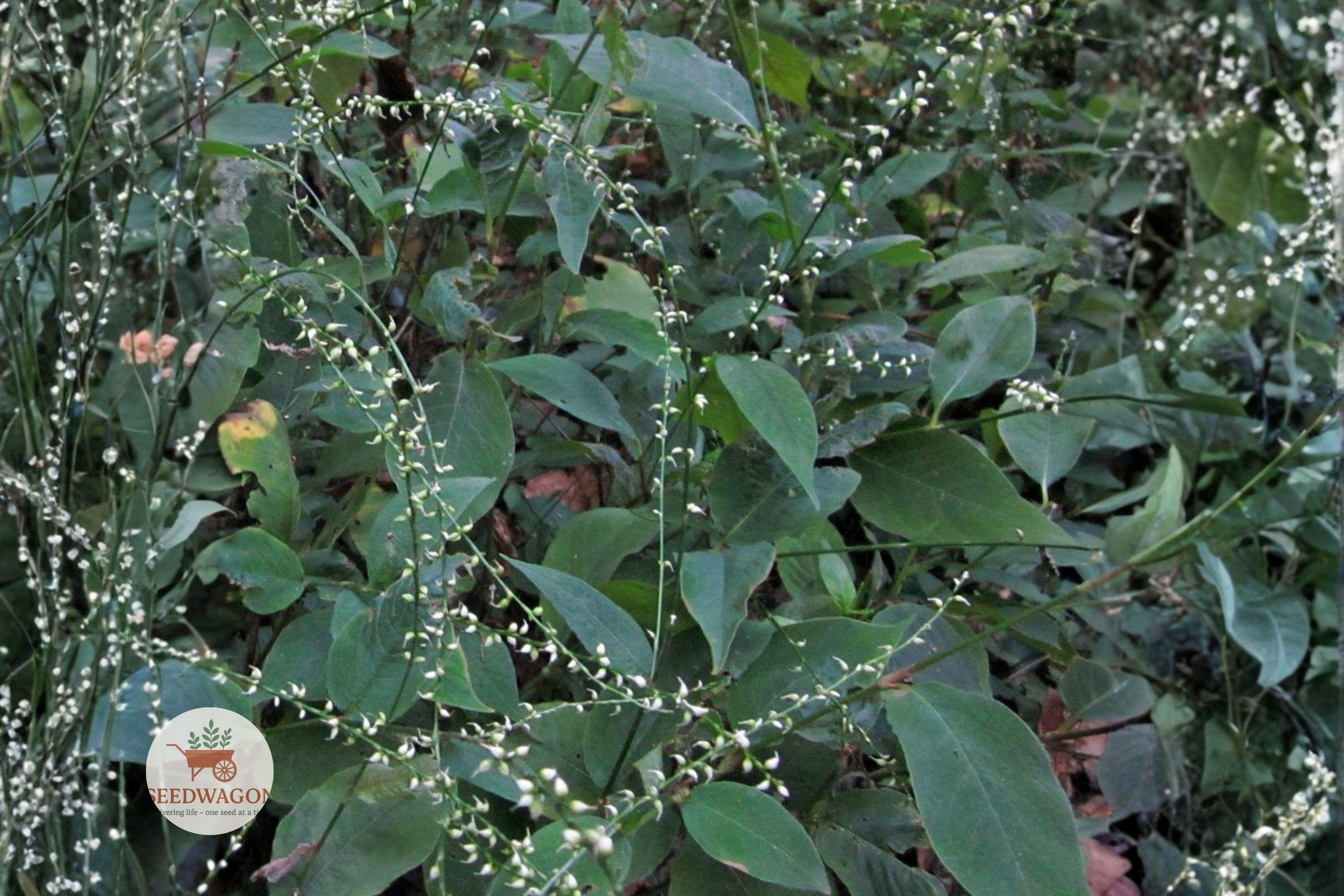 15 Jumpseed Seeds Persicaria virginiana Woodland Knotweed Shade Native Pollinator Wildflower