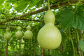 Birdhouse Gourd Seeds (5) | Lagenaria siceraria for DIY Birdhouses, Crafts & Rustic Décor