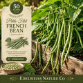 Petite Filet French Bean Seeds – Heirloom, Organic, Gourmet Edible Garden Vegetable, Phaseolus vulgaris, 50 Seeds