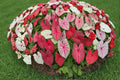 Fiesta Caladium Bulbs – Caladium bicolor – Colorful Foliage Plant for Shade Gardens & Containers
