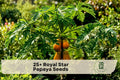 Royal Star Papaya Seeds - Tropical Fruit Tree, Carica papaya, Grow Your Own Papaya, Garden & Container Planting, Fast Germination