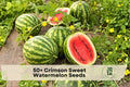 Crimson Sweet Watermelon Seeds - Heirloom Citrullus lanatus, Large Red Flesh, Green-Striped Rind, Fruit Vine, 50+ Seeds