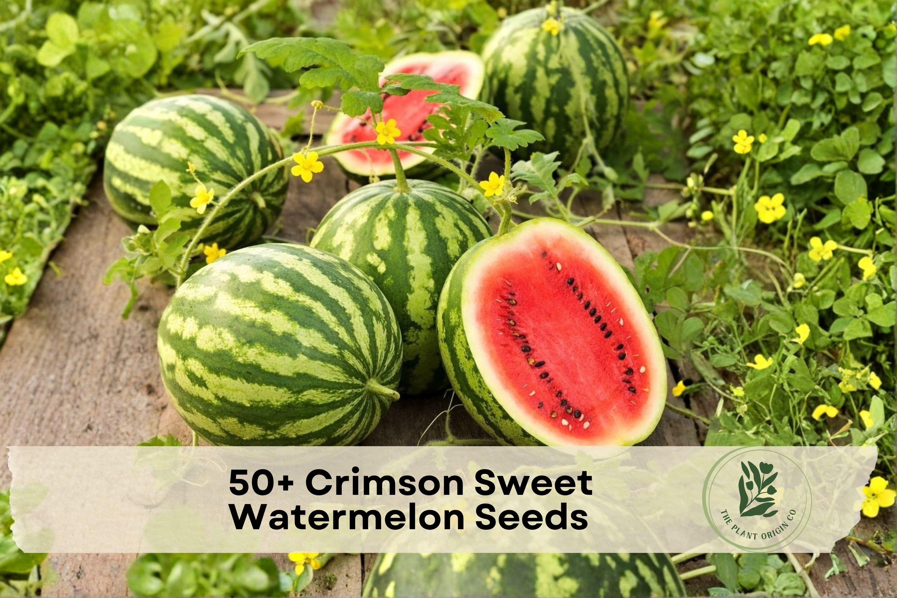 Crimson Sweet Watermelon Seeds - Heirloom Citrullus lanatus, Large Red Flesh, Green-Striped Rind, Fruit Vine, 50+ Seeds