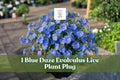 Blue Daze Evolvulus Live Plant Plug – Trailing Blue Flowers, Fuzzy Gray-Green Foliage, Groundcover, Container Plant, Evolvulus glomeratus