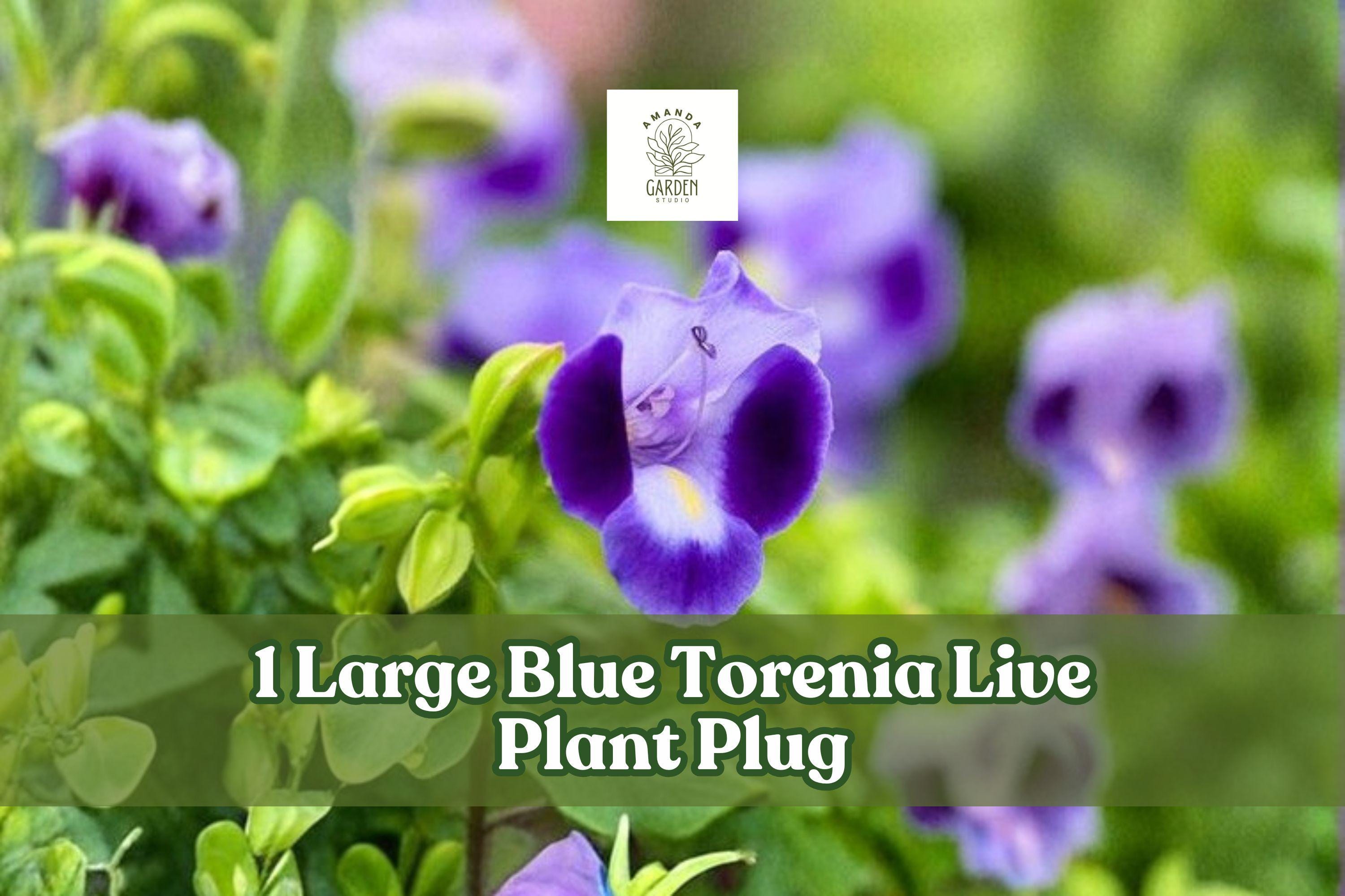 Blue Torenia Live Plant Plug, Wishbone Flower Blue Wings, Trailing Blue Blooms, Summer Wave® Hybrid, Container & Hanging Basket