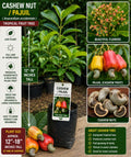 Cashew Live Fruit Tree – Anacardium occidentale – Tropical Edible Tree – 12–18 Inches Tall Seedling