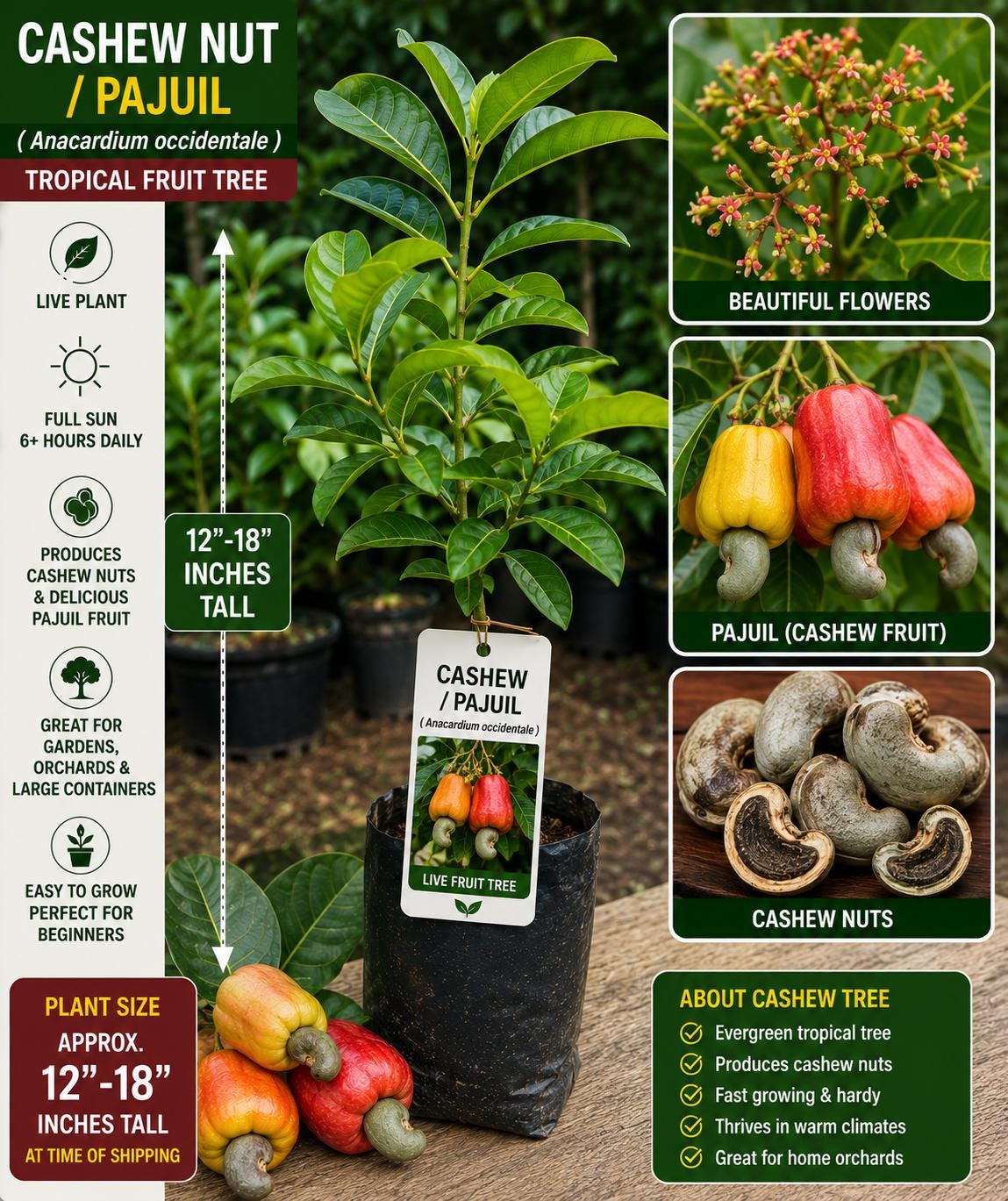 Cashew Live Fruit Tree – Anacardium occidentale – Tropical Edible Tree – 12–18 Inches Tall Seedling