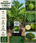 Grafted Breadfruit Tree 3–4 Feet Tall – Artocarpus altilis – Tropical Fruit Tree for Edible Gardens