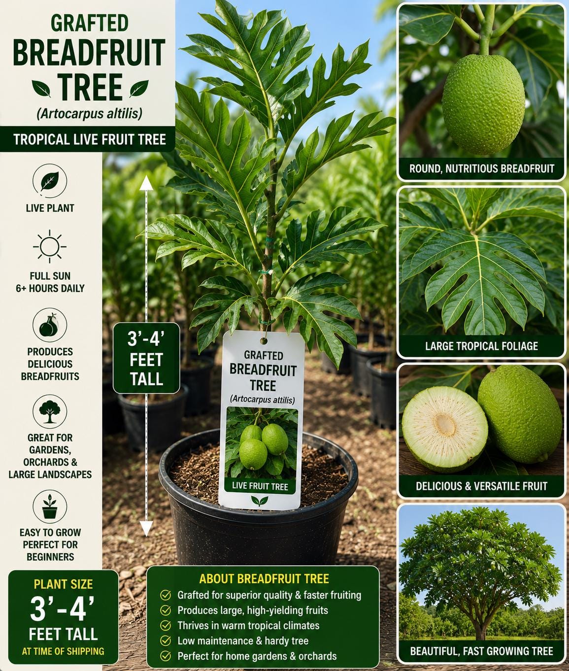 Grafted Breadfruit Tree 3–4 Feet Tall – Artocarpus altilis – Tropical Fruit Tree for Edible Gardens