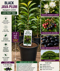 Black Java Plum Live Fruit Tree – Syzygium cumini – Tropical Edible Tree, 1–2 Feet Tall